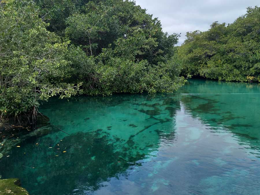 Casa Cenote the estuary with mangrove trees