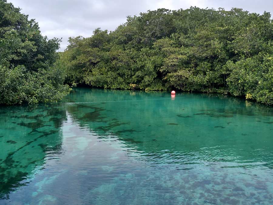 Casa Cenote the estuary showing the very clear water