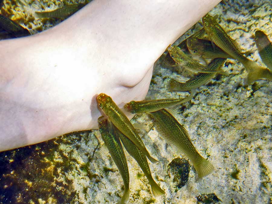 Best Cenotes in the Yucatan - Cenote Azul - showing the Feet Nibbling fish feeding on my foot!