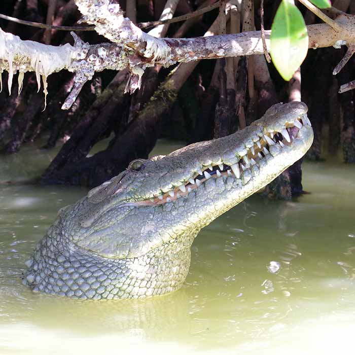 Reasons to visit Mexico - dangerous wildlife - Crocodile at Rio Lagartos