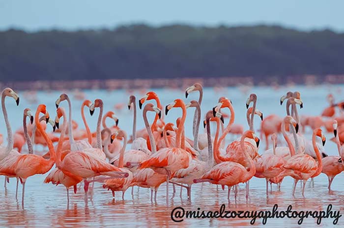 Flamingos at Celestun