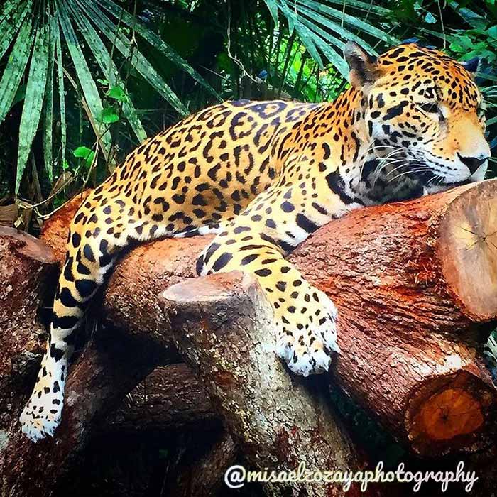 Reasons to visit Mexico - exotic wildlife - a Jaguar