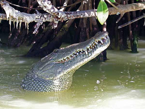 Rio Lagartos-crocodile