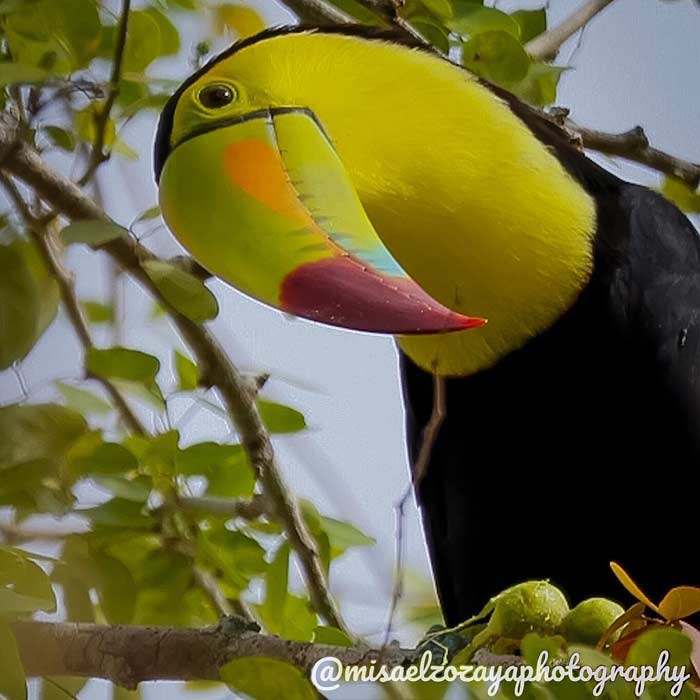 Reasons to visit Mexico - gorgeous wildlife - a Toucan