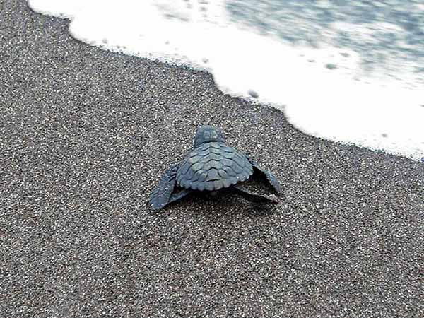 Turtle release Pacific Coast