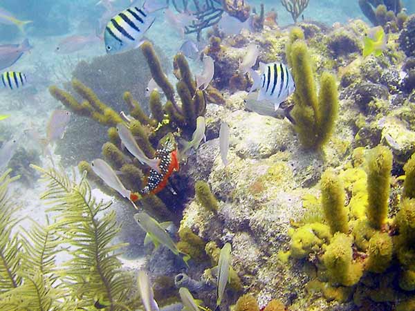 Fish in the Caribbean