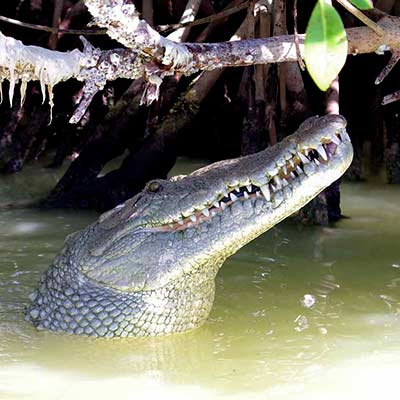 Crocodile Rio Lagartos