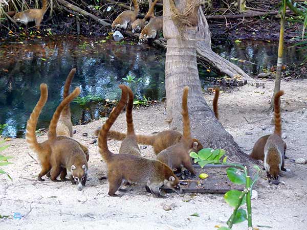 Places to Visit in the Yucatan to see wildlife