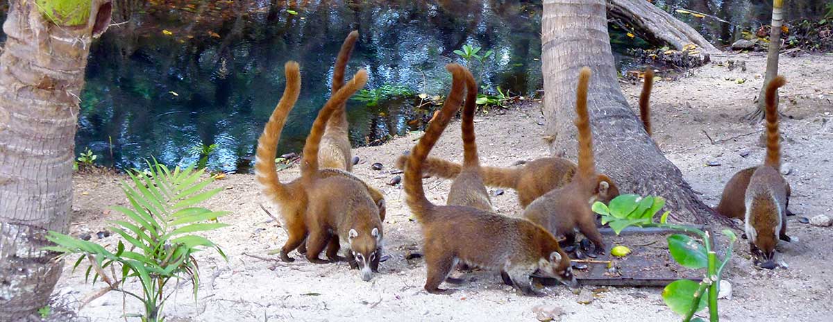 Coatis in the wild at El Corchito Progreso