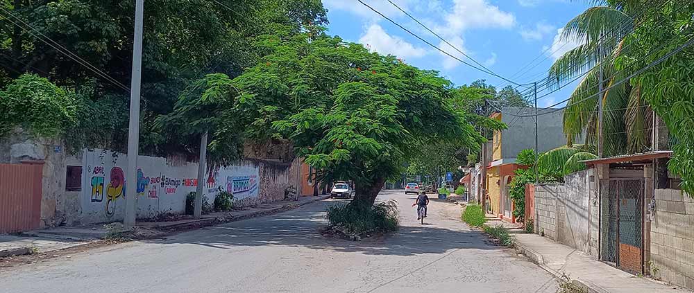 Driving in Mexico - expect things in the road like this tree