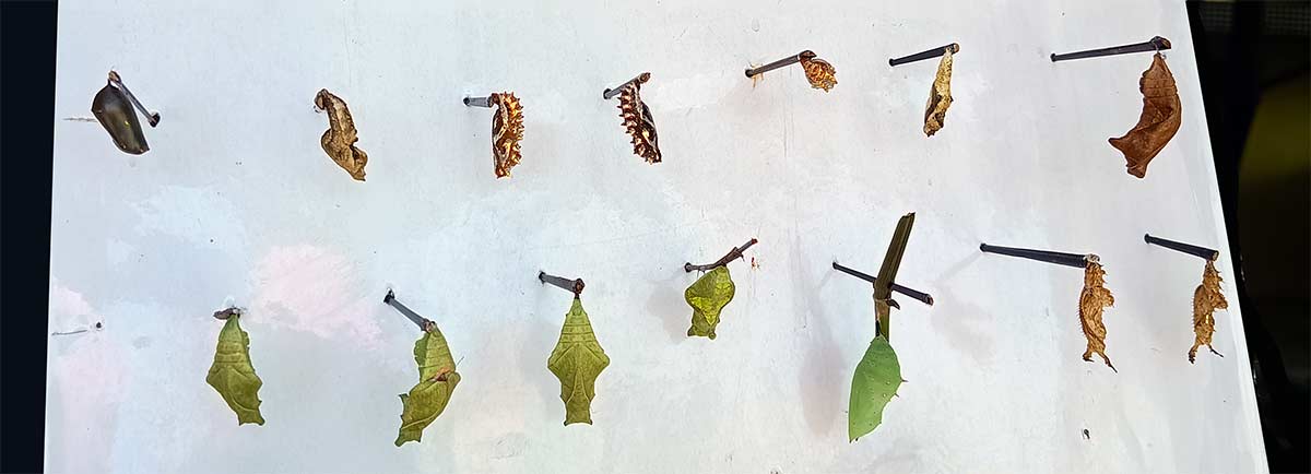 Hurricane Lidia hit Puerto Vallarta - butterfly pupae at the Butterfly Sanctuary