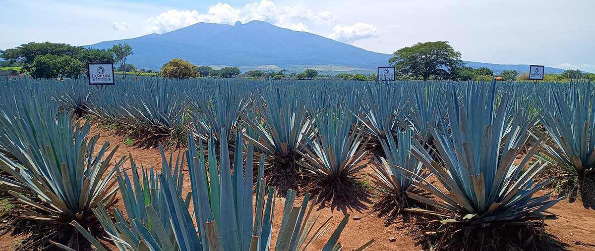 Agave fields against the Tequila Volcano