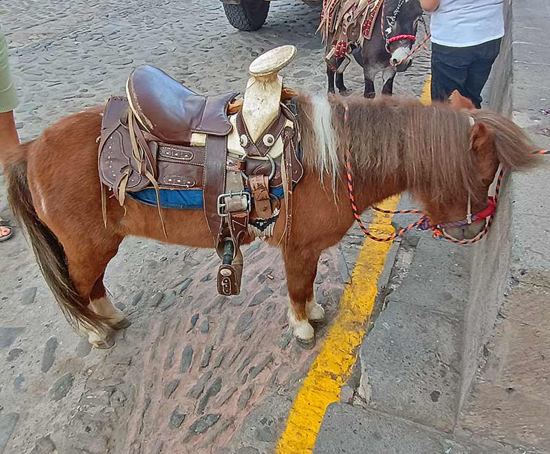 pony and donkey in Etzatlan