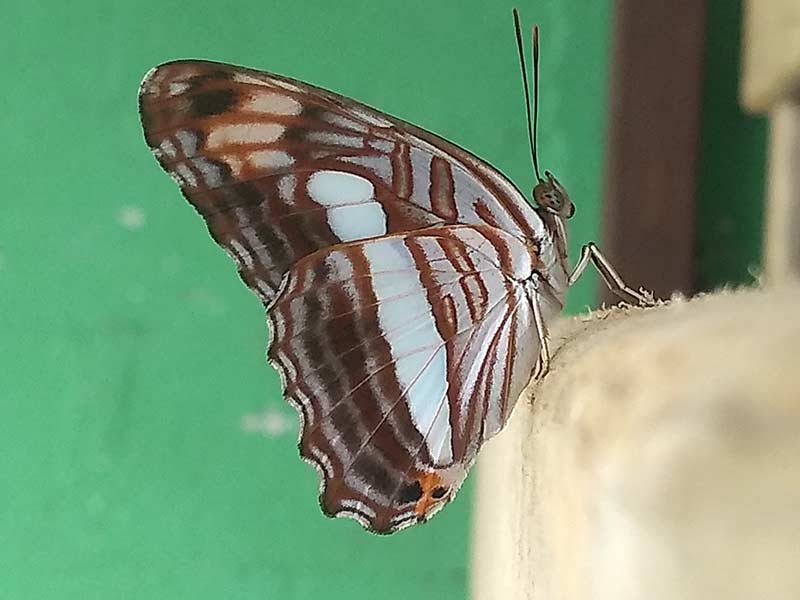 Adelpha iphicleola butterfly - Confusing Sister underside