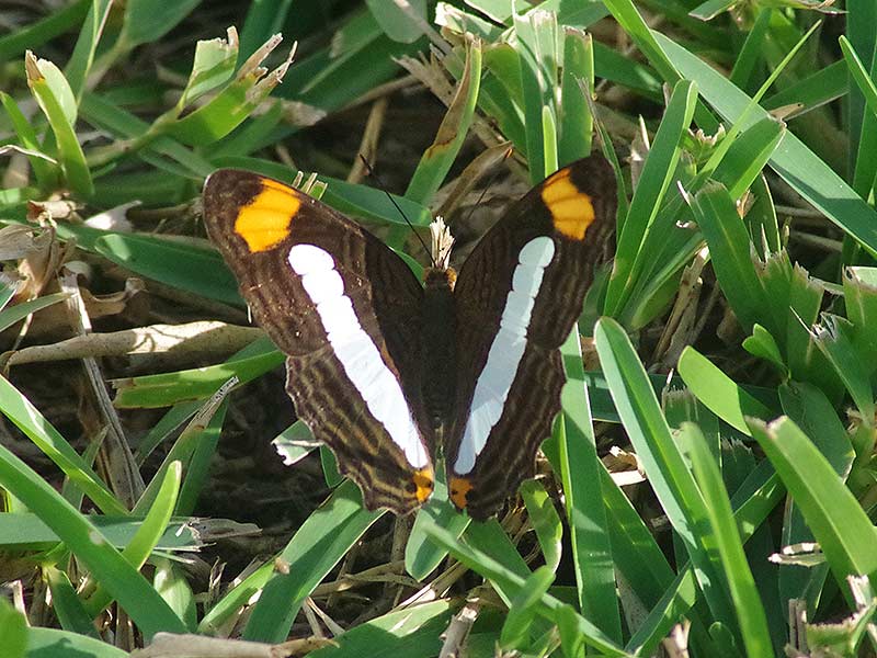 Adelpha iphicleola butterfly - Confusing Sister upperside