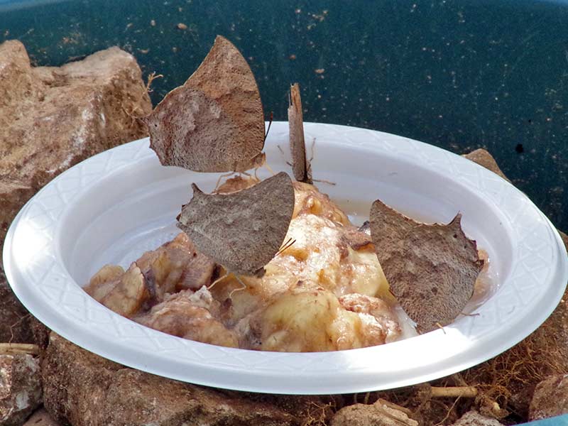 Butterflies of Mexico - Anaea species feeding on rotten bananas