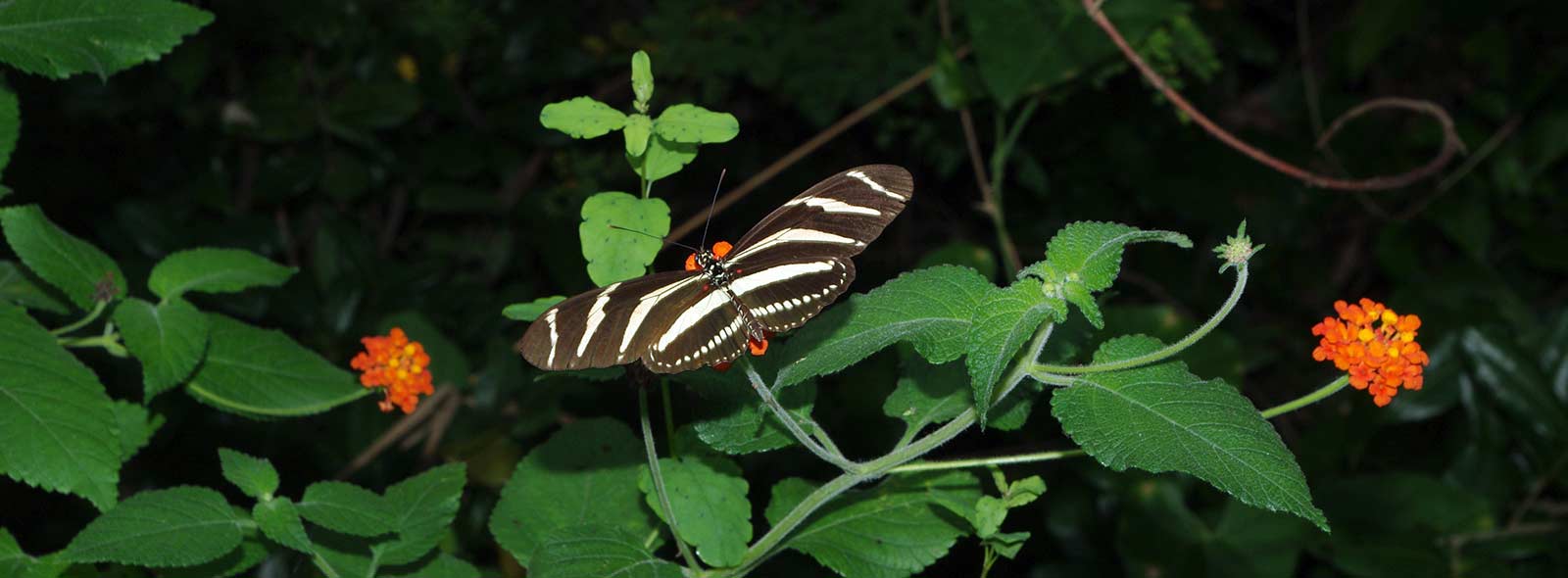 Butterflies of Mexico -Heliconius charitonius