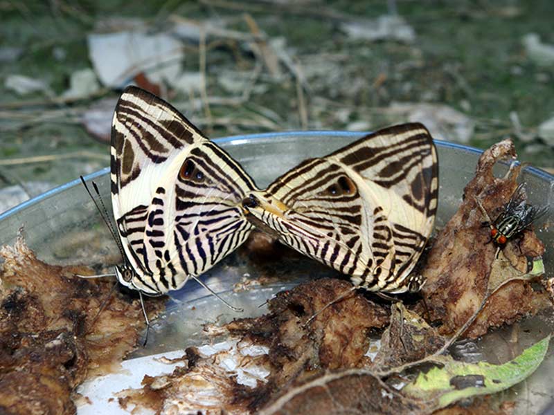 Butterflies of Mexico -Colobura dirce feeding on fruit bait