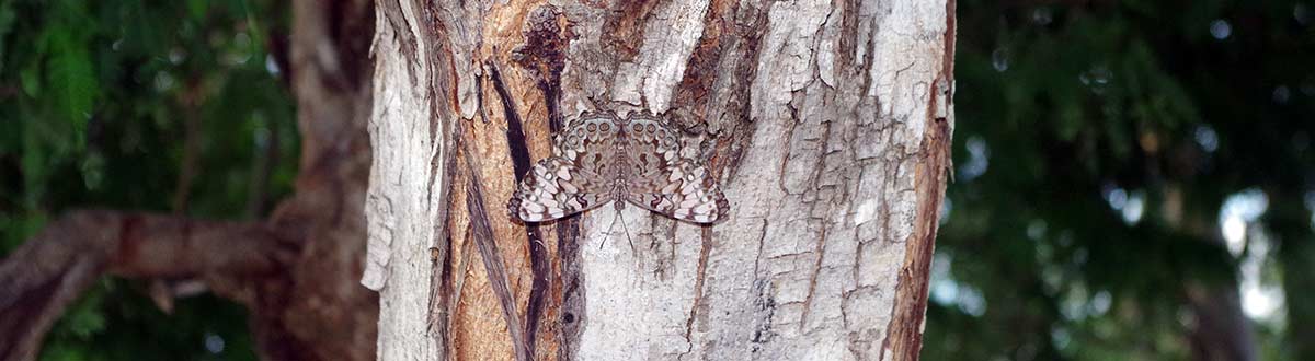 Cracker Butterflies of Mexico