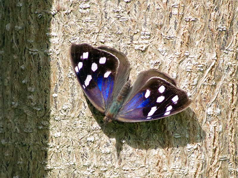 Eunica tatila - Florida Purplewing butterfly