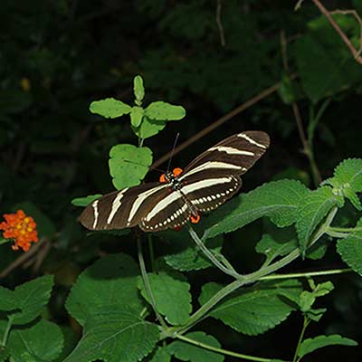 Heliconius charitonius in jungle