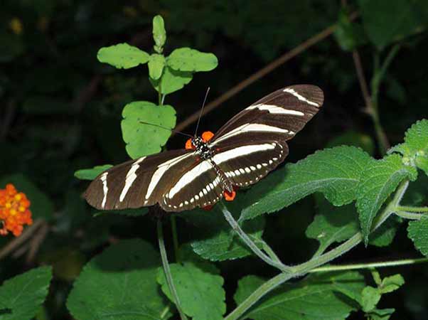 Heliconius charitonius