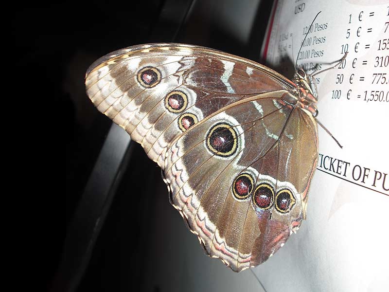 Morpho helenor - Common Morpho underside