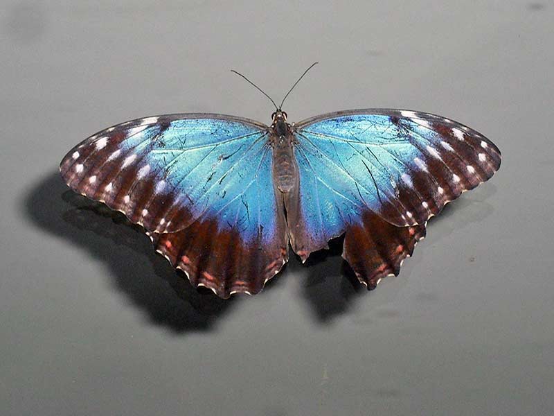 Morpho helenor - Common Morpho Butterfly upperside