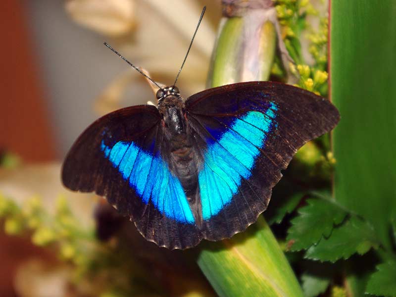 Prepona laertes - Feathered Prepona Butterfly