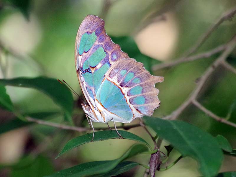 Siproeta stilenes - Malachite butterfly