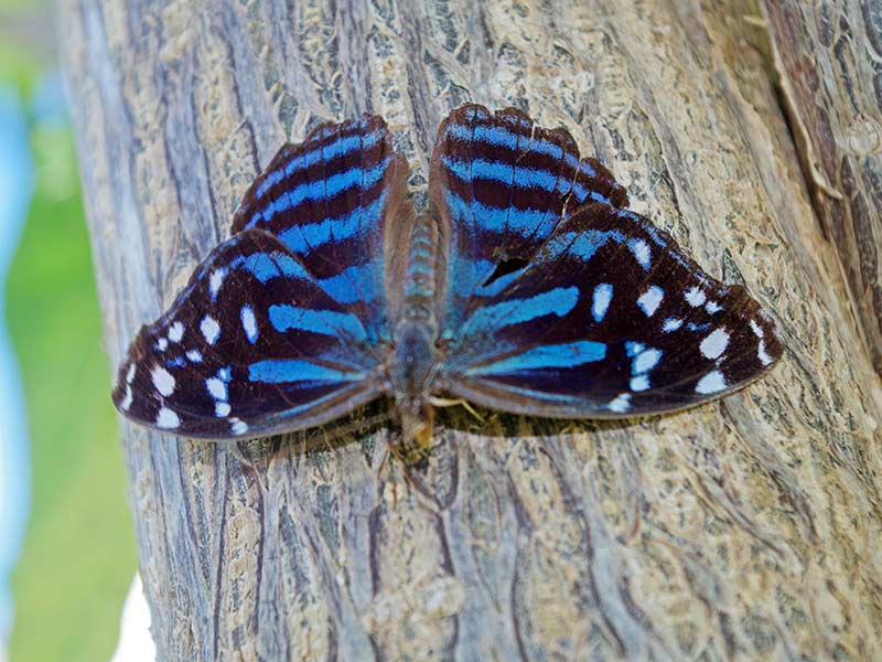 Myscelia ethusa - Mexican Bluewing butterfly