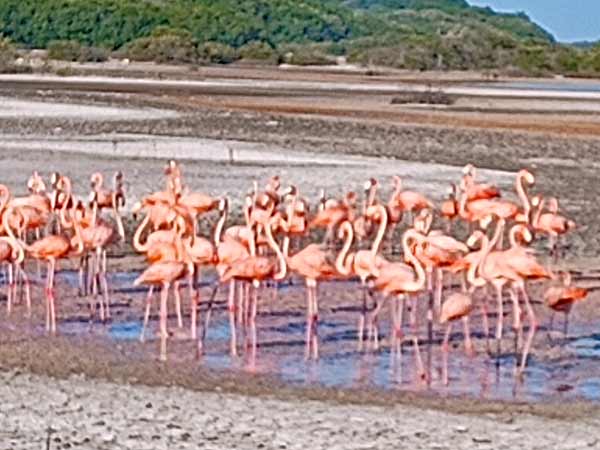A group of flamingos clustered on the mud as the tide retreats from the estuary at Progreso a photo from my phone)