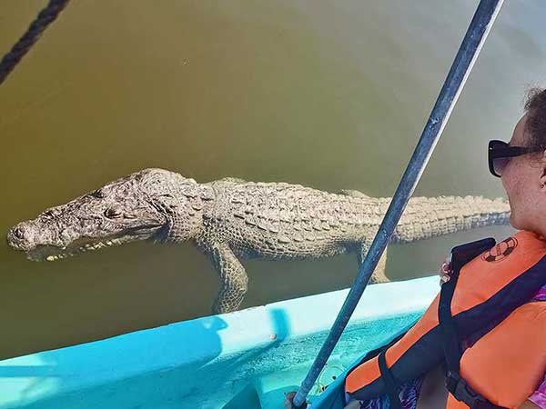 Crocodile swimming past Tabitha on our boat trip in 2026