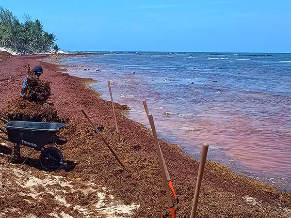 Man raking up sargassum from the beach on the Riviera Maya, Mexico