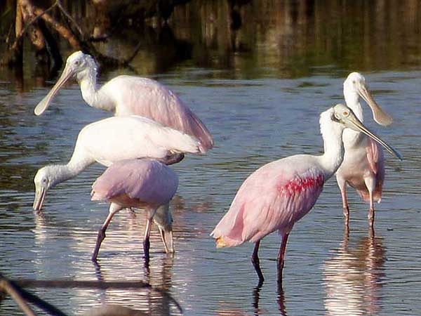 Five pink Roseatte Spoonbills in a mangrove lagoon feeling with their flat spoon-like bills