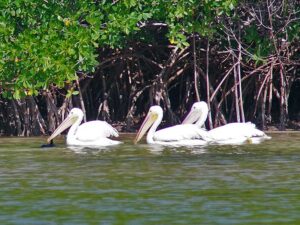 We were fortunate to see American White Pelicans (Pelecanus-erythrorhynchos). They are often found at Rio Lagartos during the migration season from October to March American White Pelican are common at Rio Lagartos from October to March as part of their annual migration