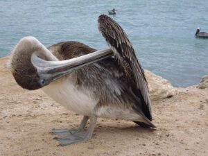 A young Brown Peilcan cleaning its feathers at the Sian Ka'an Biosphere, a great to spot birds