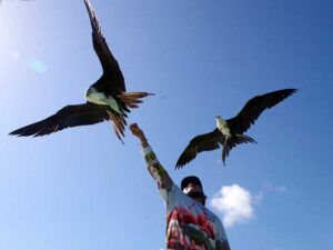 Our boatmen attracting Frigatebirds to our boat. Although the boatmen are no longer feed them, the birds come anyway! Our boatman feeding twoMagnificant Frigatebirds from the boat at Rio Lagartos