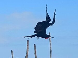 Male Magnificent Frigatebird in flight at Rio Lagartos, Yucatan as captured on my phone from the boat we were in.