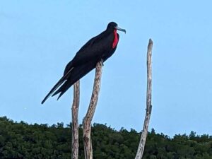 Jet black Magnificent Frigatebird sitting on a post at Rio Lagartos displaying his red pouch