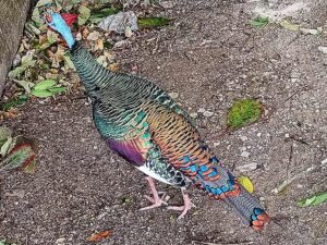 Ocellated Turkey bird running around near the entrance to the Coba Ruins, near Tulum in the Yucatan