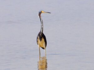 Tricolored Heron, standing erect in the waters of the Progreso wetlands and lagoons