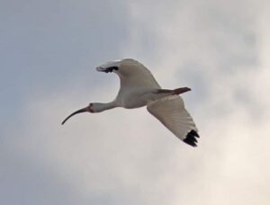 White Ibis in flight over the lagoons at Progreso