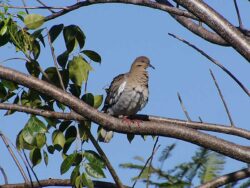 White-winged Dove, a common bird in the Yucatan sitting on a branch with lots of berries.