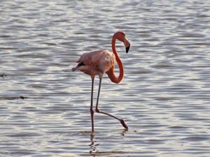 A vibrant pink American Flamingo filter-feeding in a Progreso lagoon at dawn.