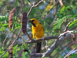 This juvenile Altamira Oriole has black wings but is more yellow than the adults.