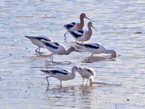 A group of American Avocets with their long, thin, upturned bills and long blue-grey legs standing in shallow water.