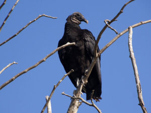 A Black Vulture with a grey wrinkled head perched on a dead branch.