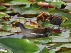 An American Moorhen with a bright red forehead and yellow-tipped bill, followed by a chick.