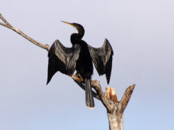 A black Anhinga perched on a branch with its large wings spread wide to dry.